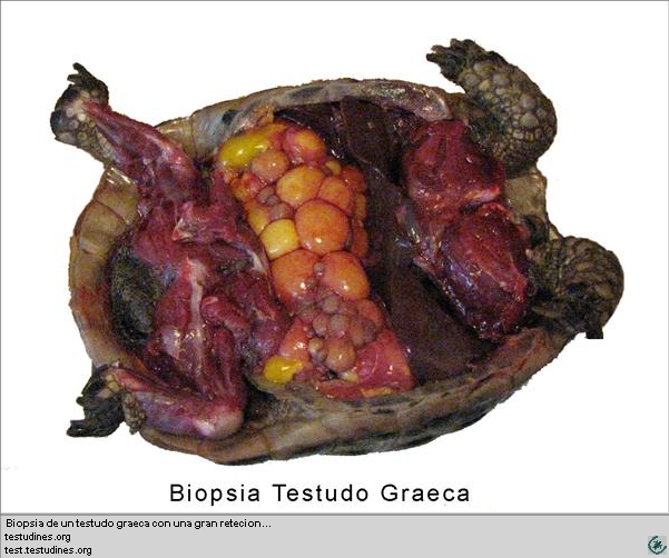 INCUBAR HUEVO TORTUGA TIERRA incubar huevo tortuga tierra: