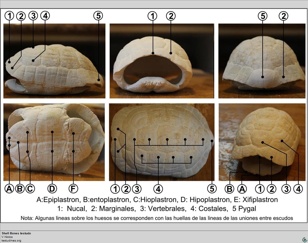 Tortoise bones