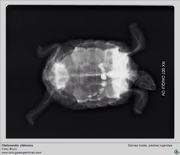 Tortuga que ha tragado piedras