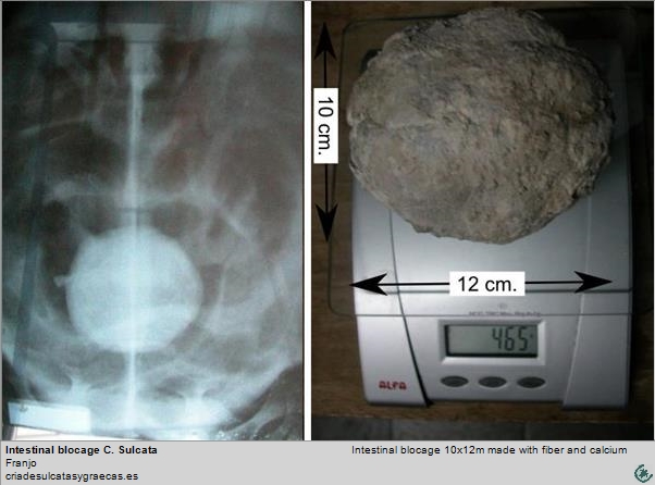 Intestinal blocage tortoise