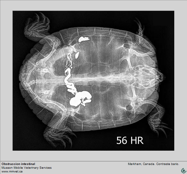 Tortoise intestinal blockage.