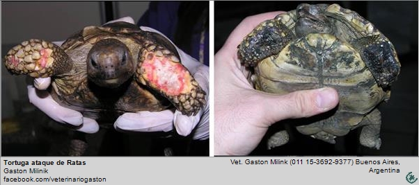 tortuga atacada por rata