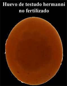 Radiografi huevos de tortuga, turtle eggs radiography