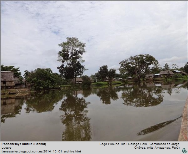 Lago Pucuna, Peru habitat de Podocnemys unifilis, Alto Amazonas