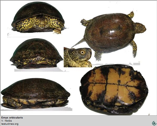 Emys orbicularis