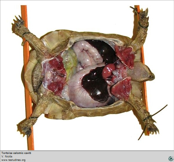 tortoise_celomic_caviti_v._niclos_www.testudines.org_ful.jpg